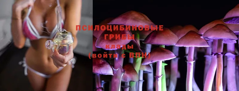 Галлюциногенные грибы Cubensis  купить  цена  Ставрополь 