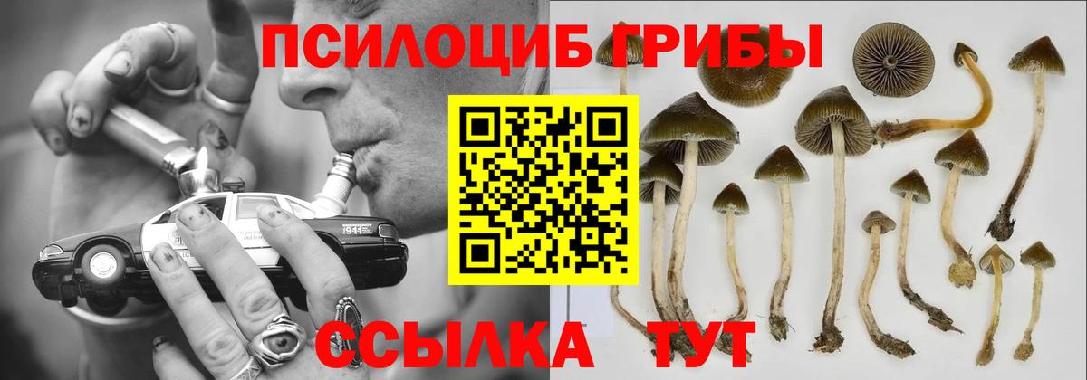 Псилоцибиновые грибы Cubensis  Вход с VPN  Ставрополь 